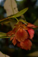 Image of Epidendrum arevaloi (Schltr.) Hágsater