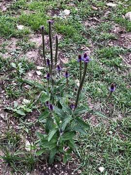 Image de Verbena macdougalii A. Heller