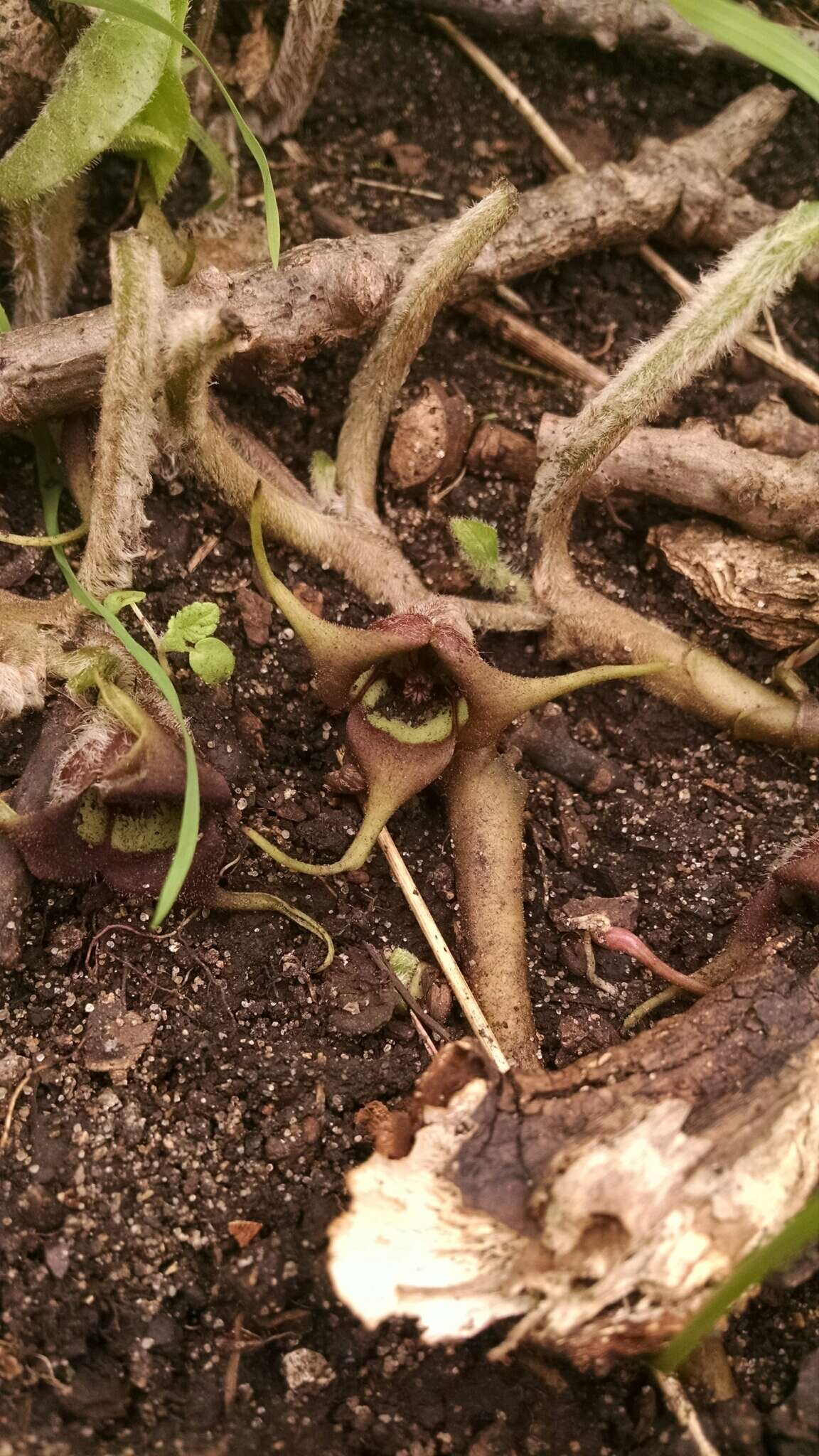 Image of Asarum canadense var. canadense