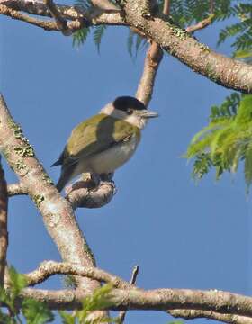 Image of Green-backed Becard