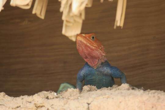 Image of Kenya Rock Agama