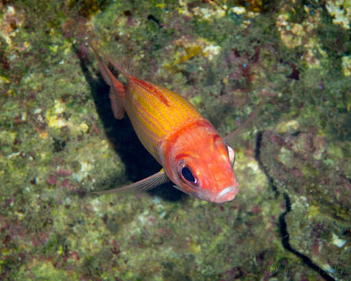 Image of Goldlined squirrelfish