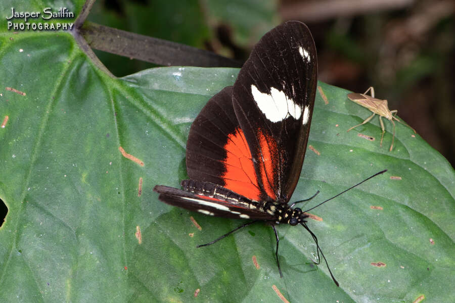 Heliconius hierax Hewitson 1869的圖片