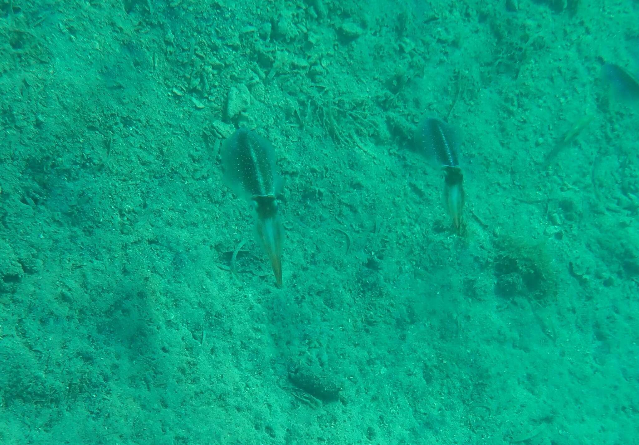 Image of Caribbean reef squid