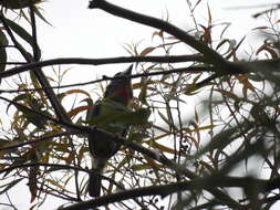 Image of Chinese Barbet