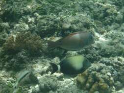 Image of Orange socket surgeonfish