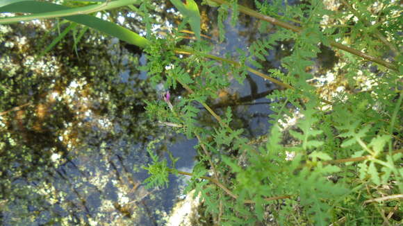 Image of Pedicularis palustris subsp. karoi (Freyn) Tsoong