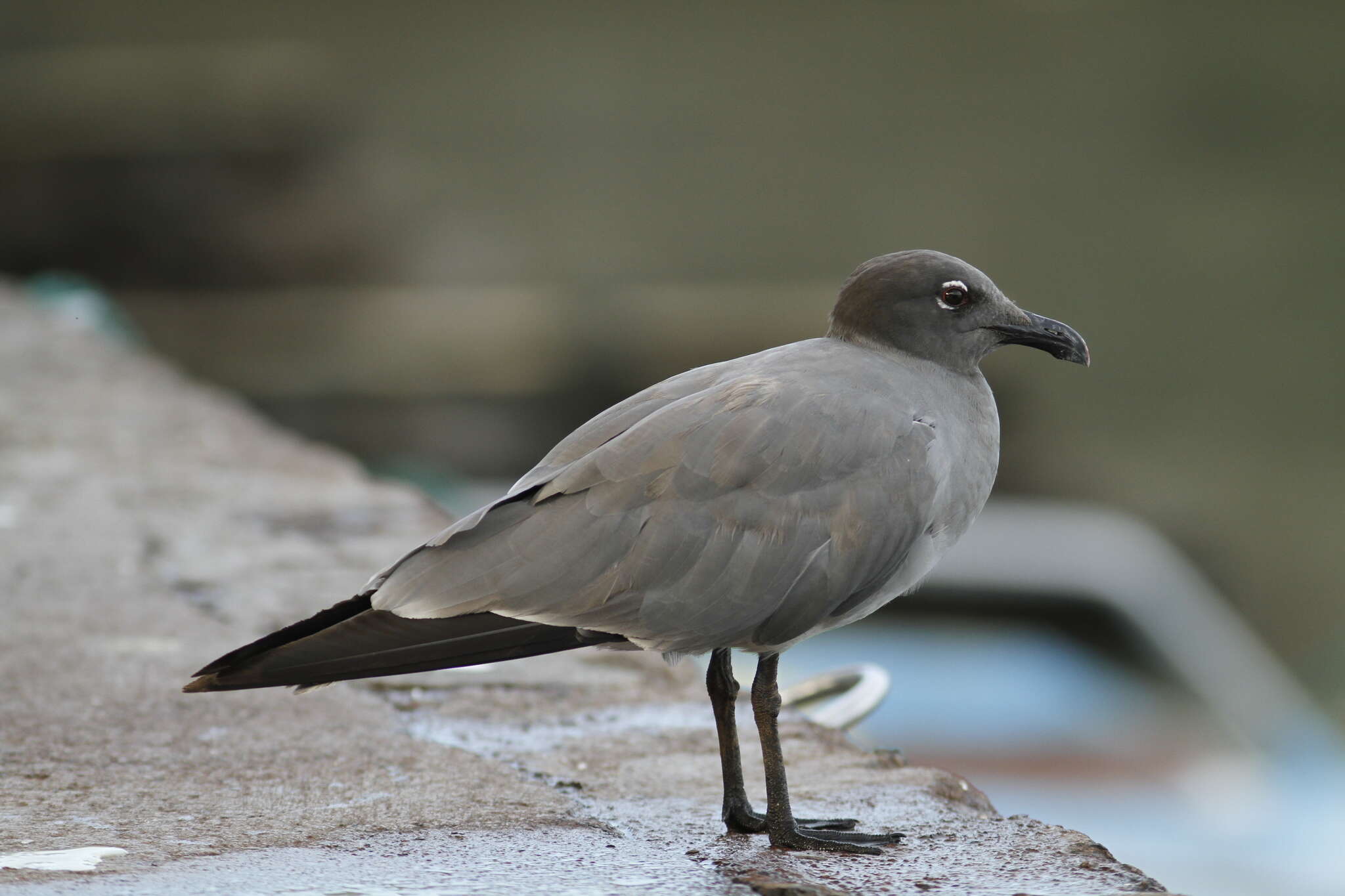 Image of Lava Gull