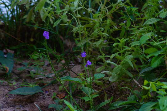 Image of light-blue snakeweed