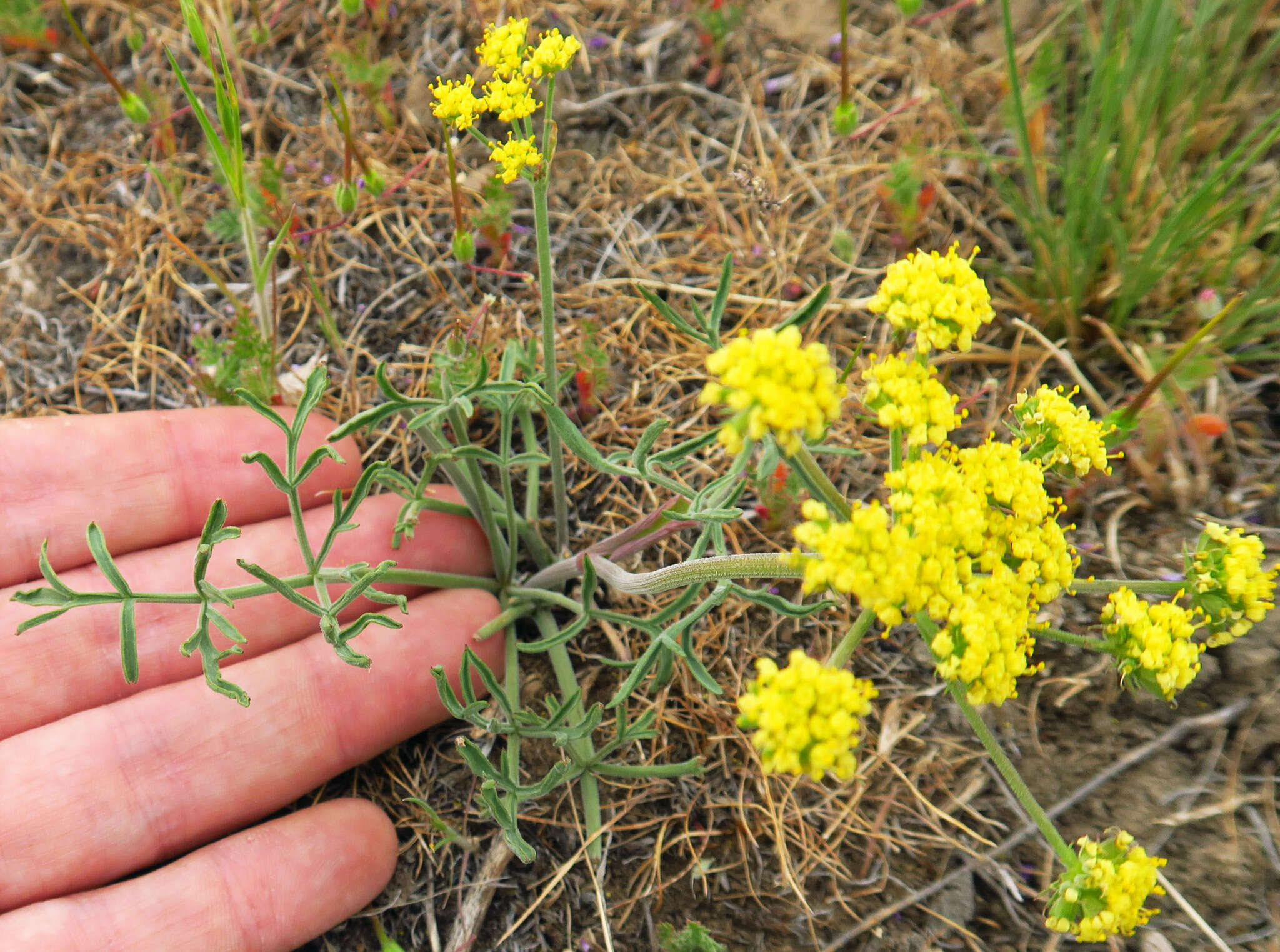 Imagem de Lomatium triternatum var. brevifolium (Coult. & Rose) Mathias