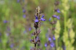 Image of Salvia bogotensis Benth.