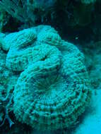 Image of Spiny flower coral