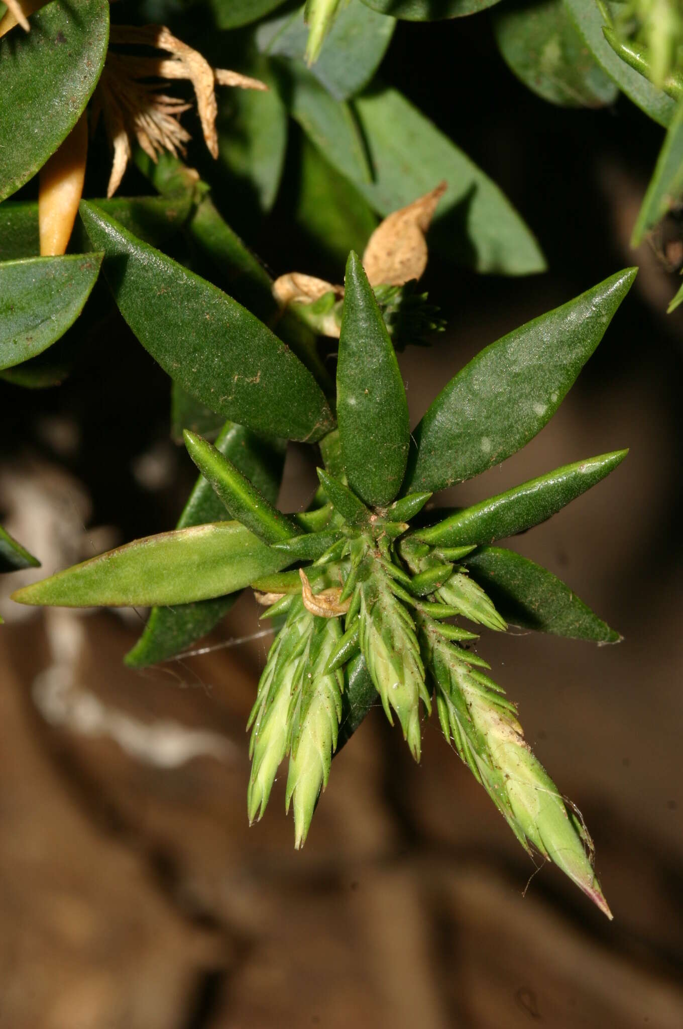 صورة Dianthus rupicola subsp. hermaeensis (Coss.) O. Bolòs & Vigo