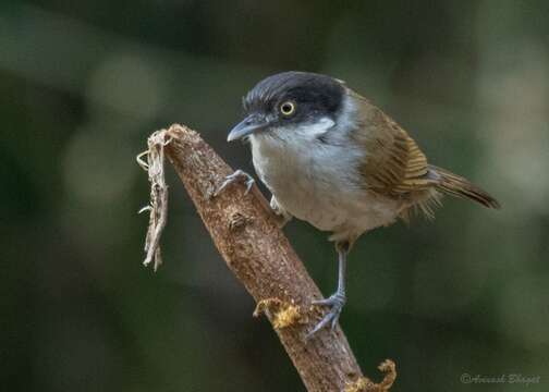 Image of Dark-fronted Babbler