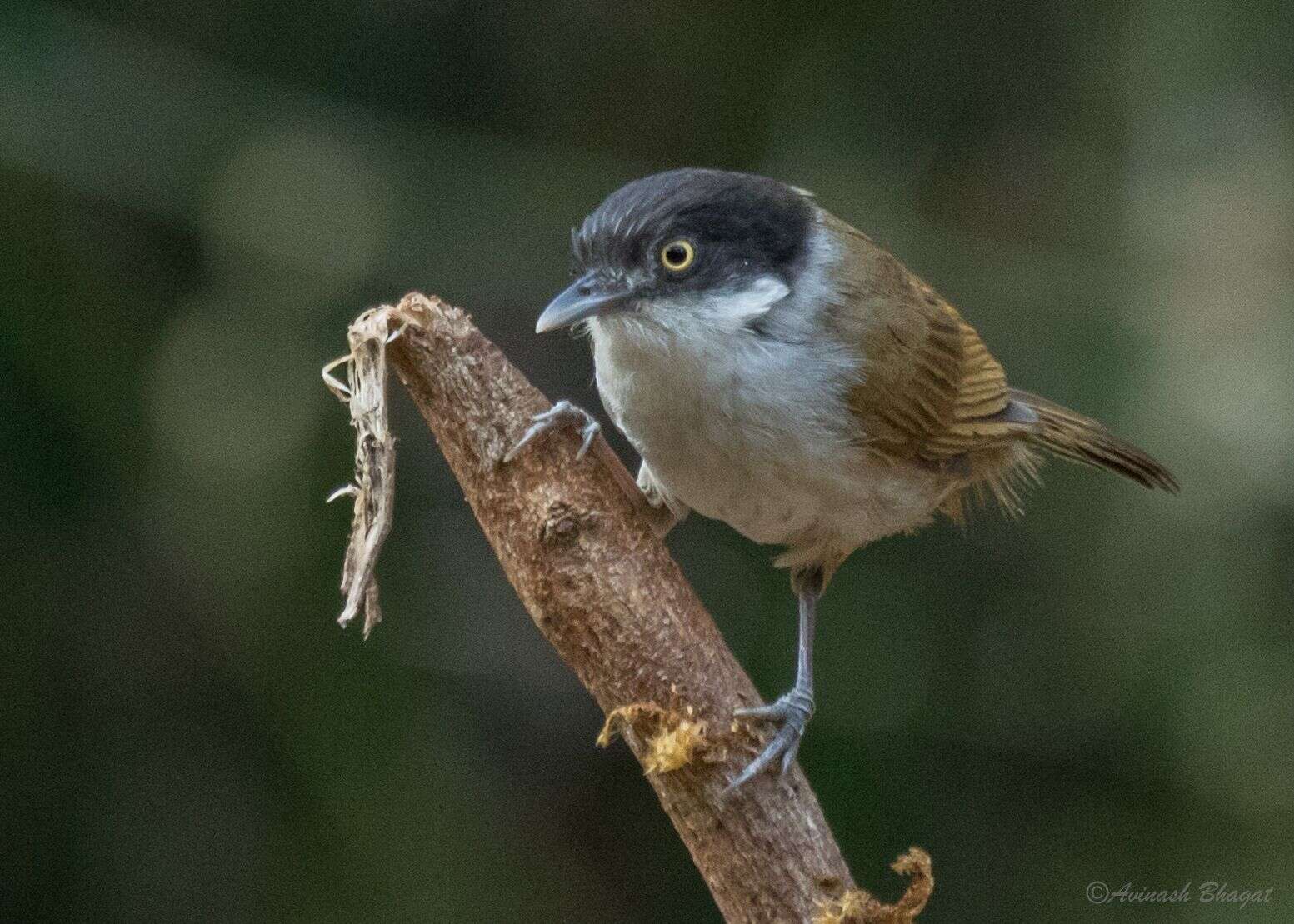 Слика од Dumetia atriceps (Jerdon 1839)