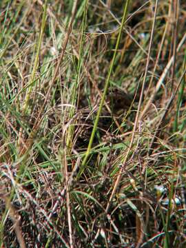 Image of Black-rumped Buttonquail