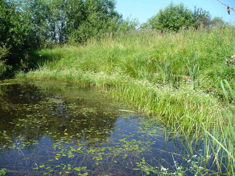 Image of Fine-leaved Water-dropwort