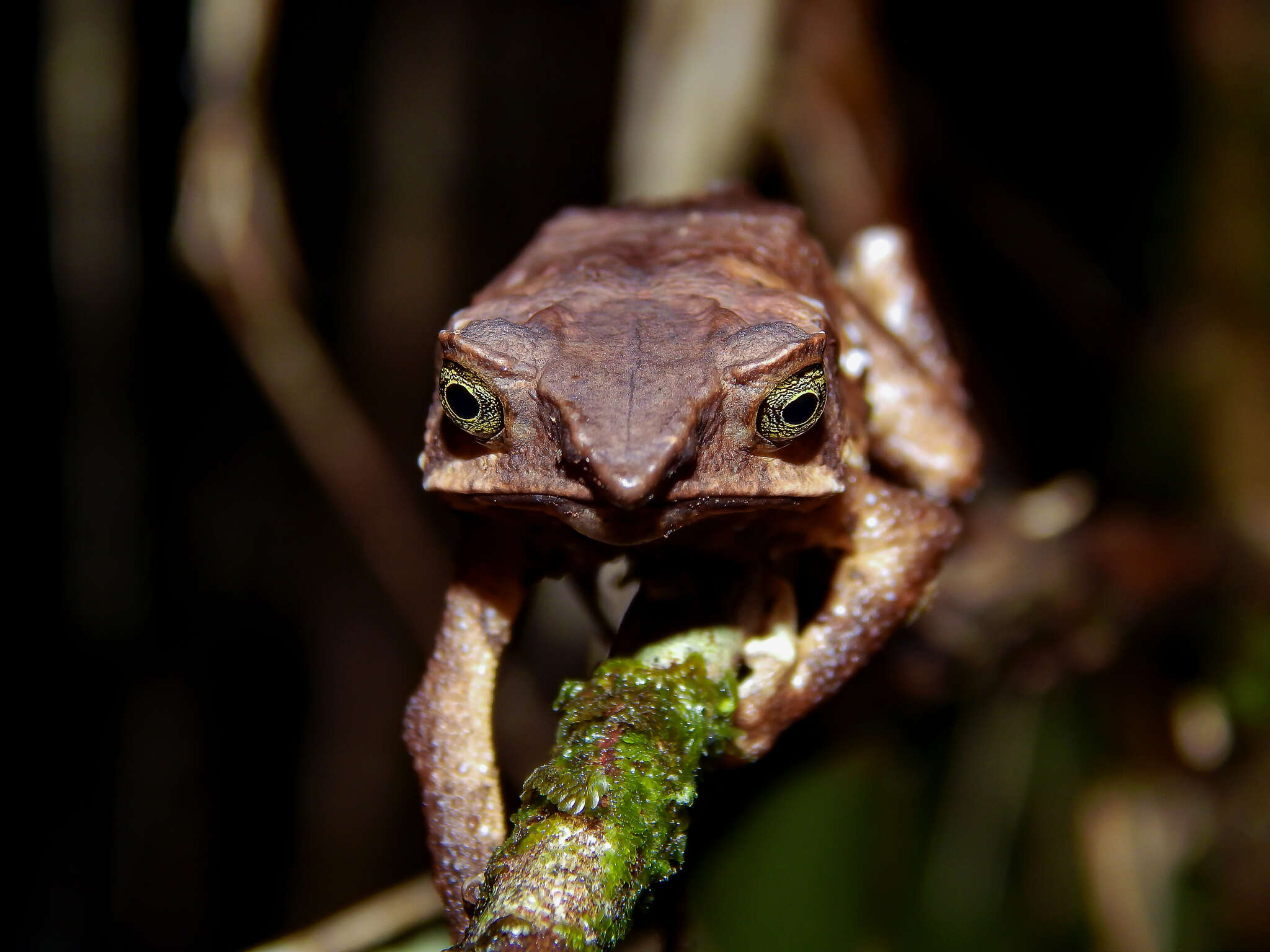 Image of Santa Rita beaked toad