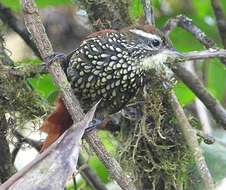 Image of Pearled Treerunner