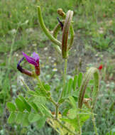 Image of Astragalus hispidulus DC.