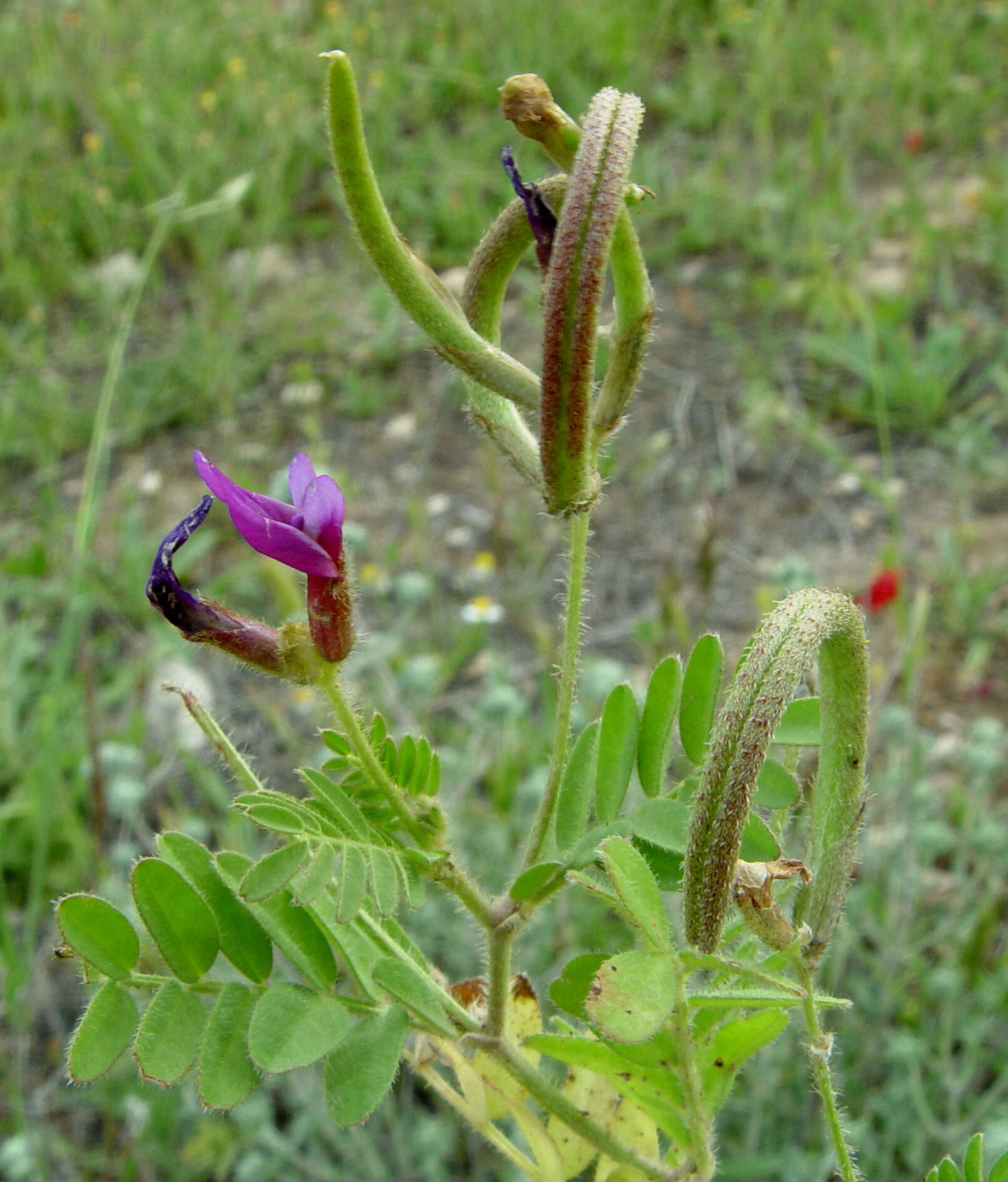 Imagem de Astragalus hispidulus DC.