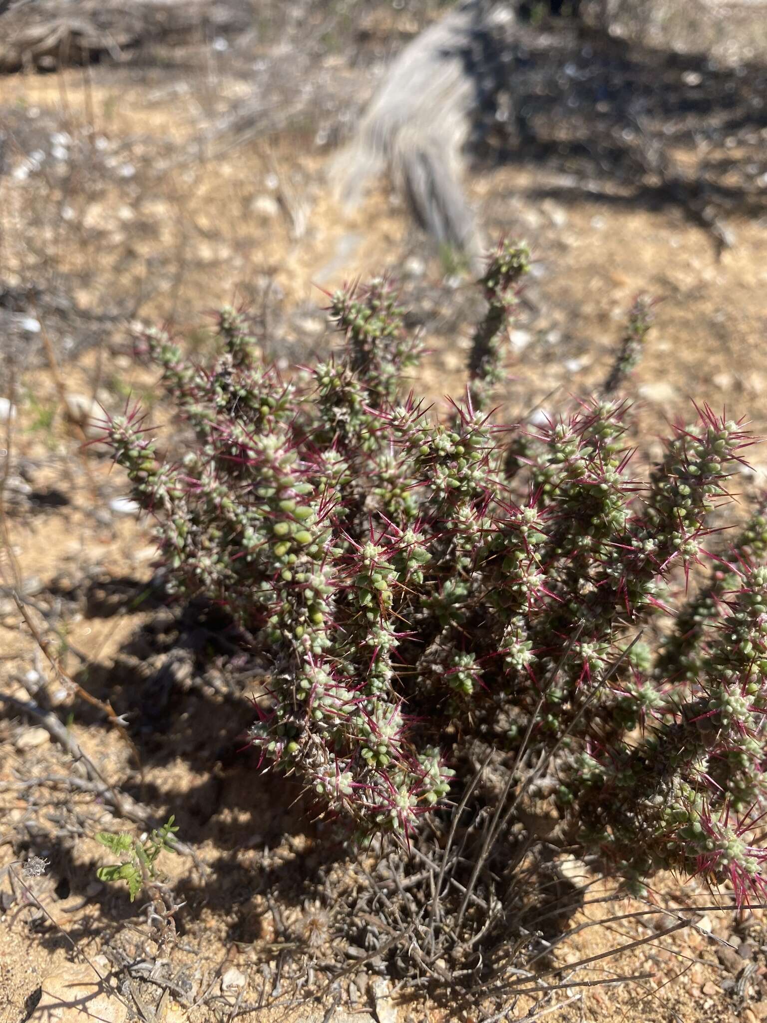 Image de Sclerolaena brevifolia (Ising) A. J. Scott