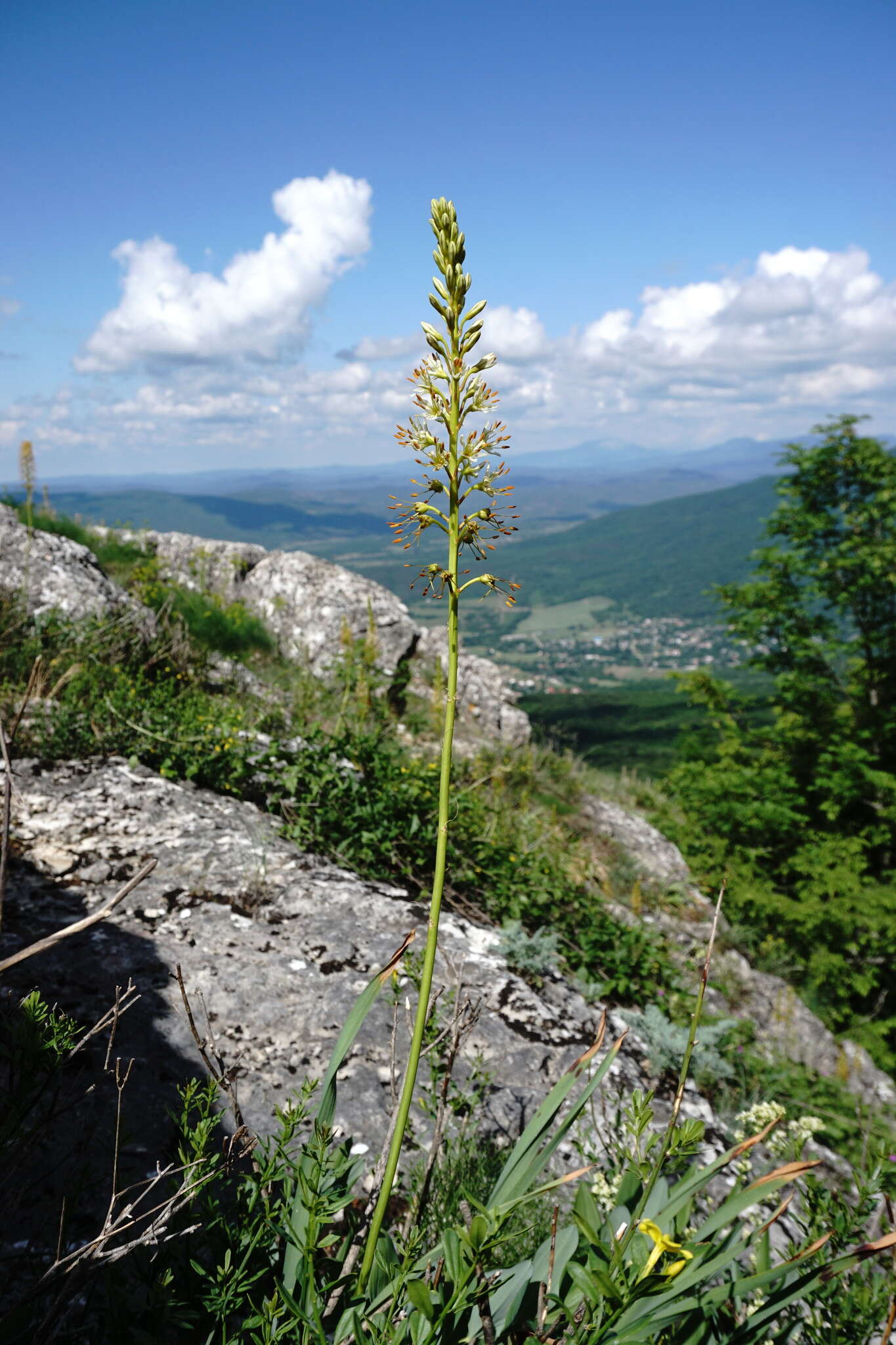 Image of Eremurus tauricus Steven