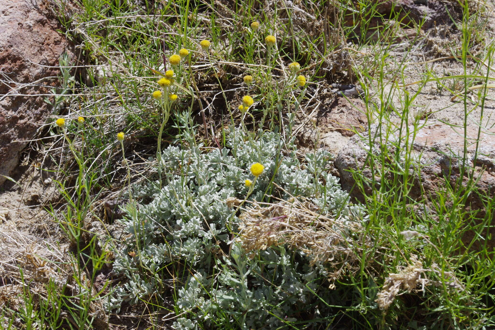 Imagem de Artemisia nuttallii (Torr. & A. Gray) Mosyakin, L. M. Shultz & G. V. Boiko