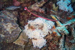 Image of Many-banded pipefish