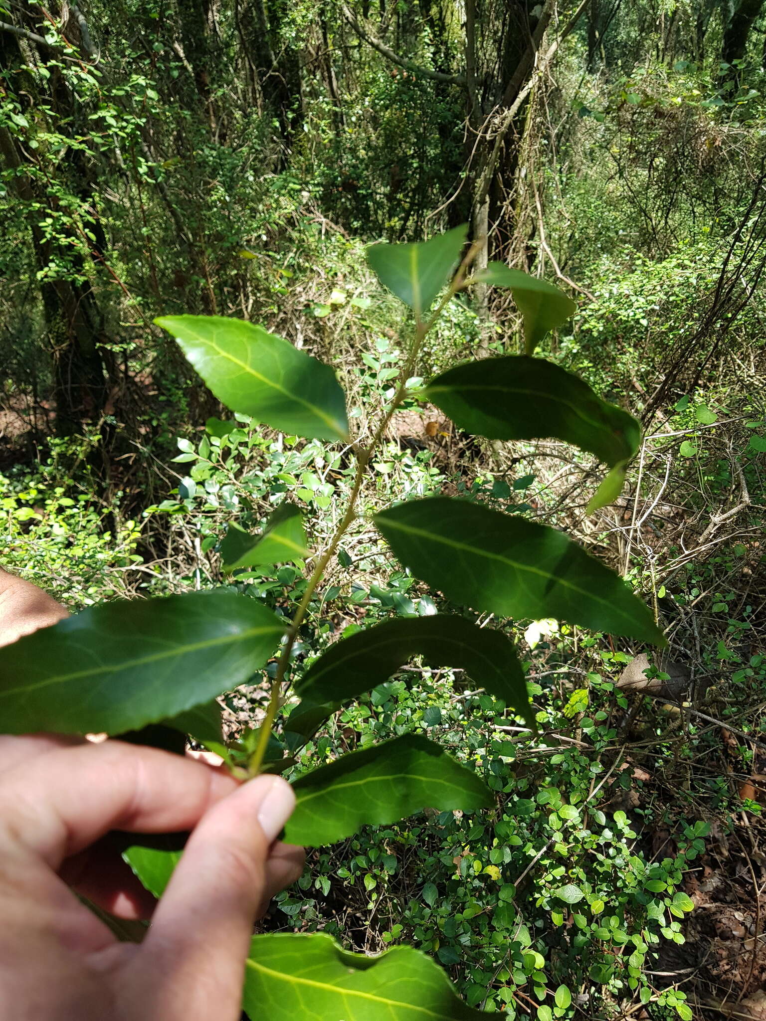 Image of Gymnosporia peduncularis (Sond.) Loes.