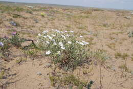 Image of Silene samojedorum (Sambuk) Oxelman