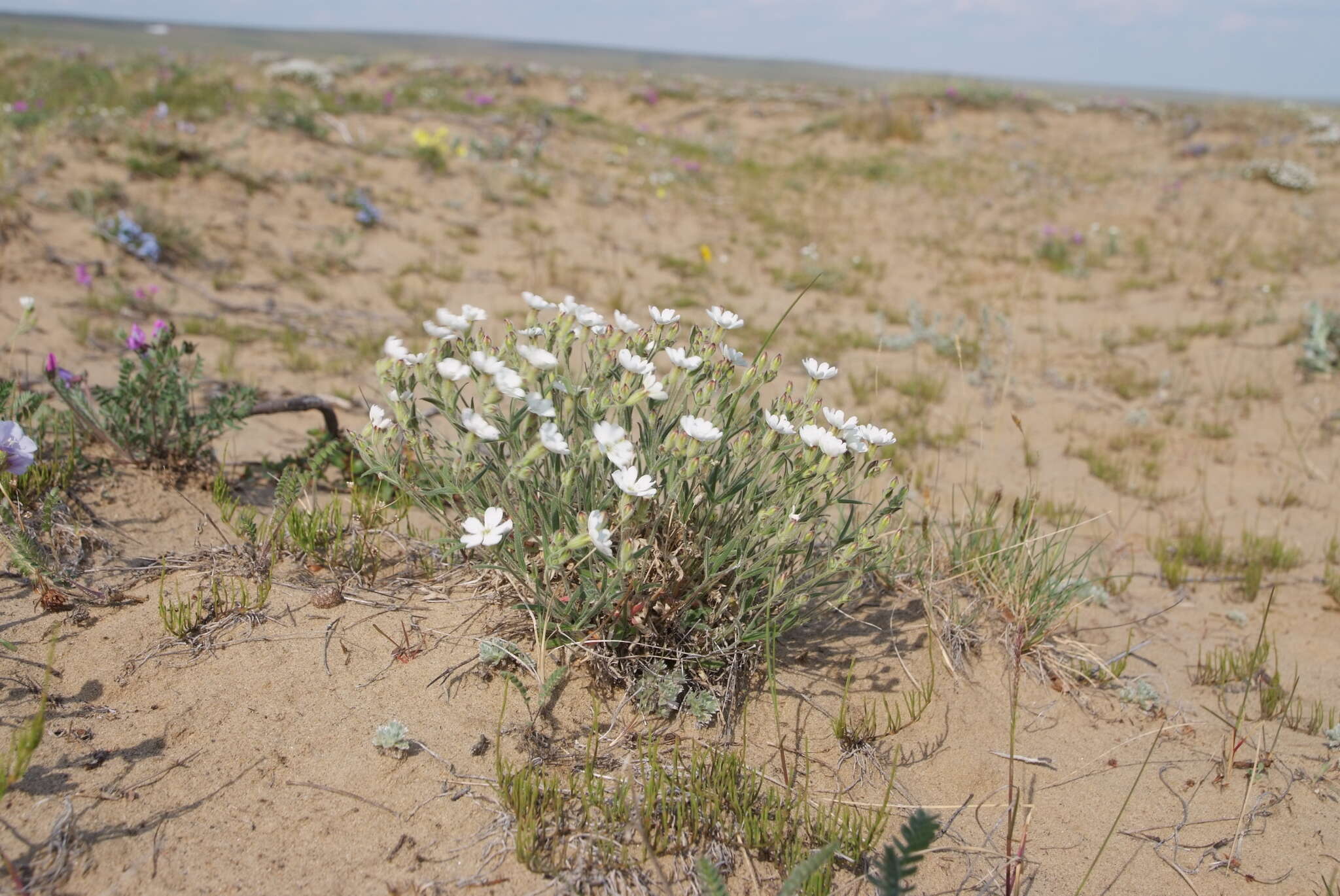 Image of Silene samojedorum (Sambuk) Oxelman