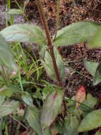 Image de Epilobium amurense Hausskn.