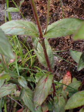 Image de Epilobium amurense Hausskn.