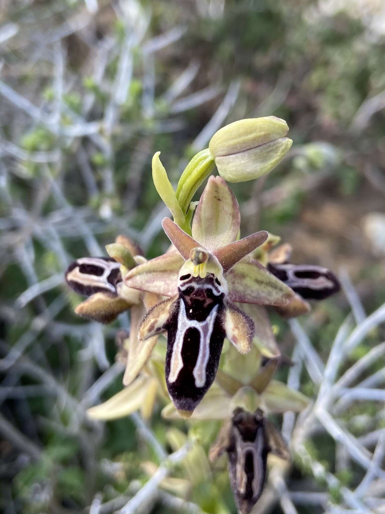 Image of Ophrys cretica subsp. cretica