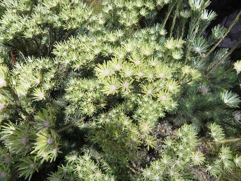 Image of Linear-leaf Conebush