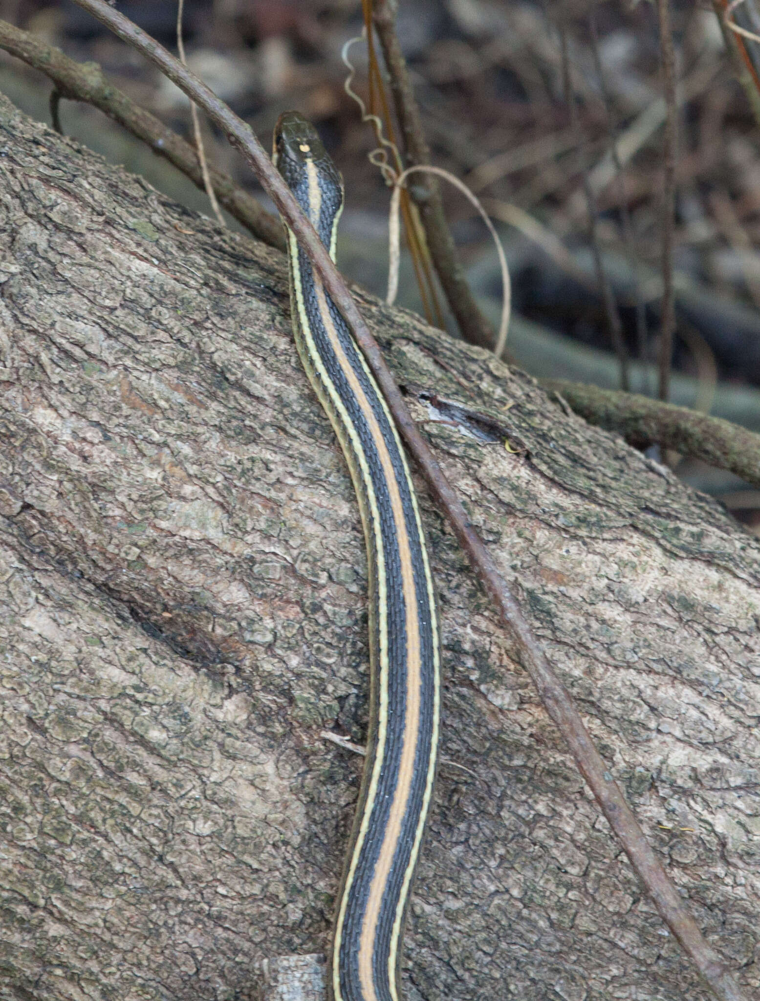 Image of Thamnophis proximus orarius Rossman 1963