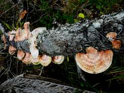 Image of Trametes coccinea (Fr.) Hai J. Li & S. H. He 2014