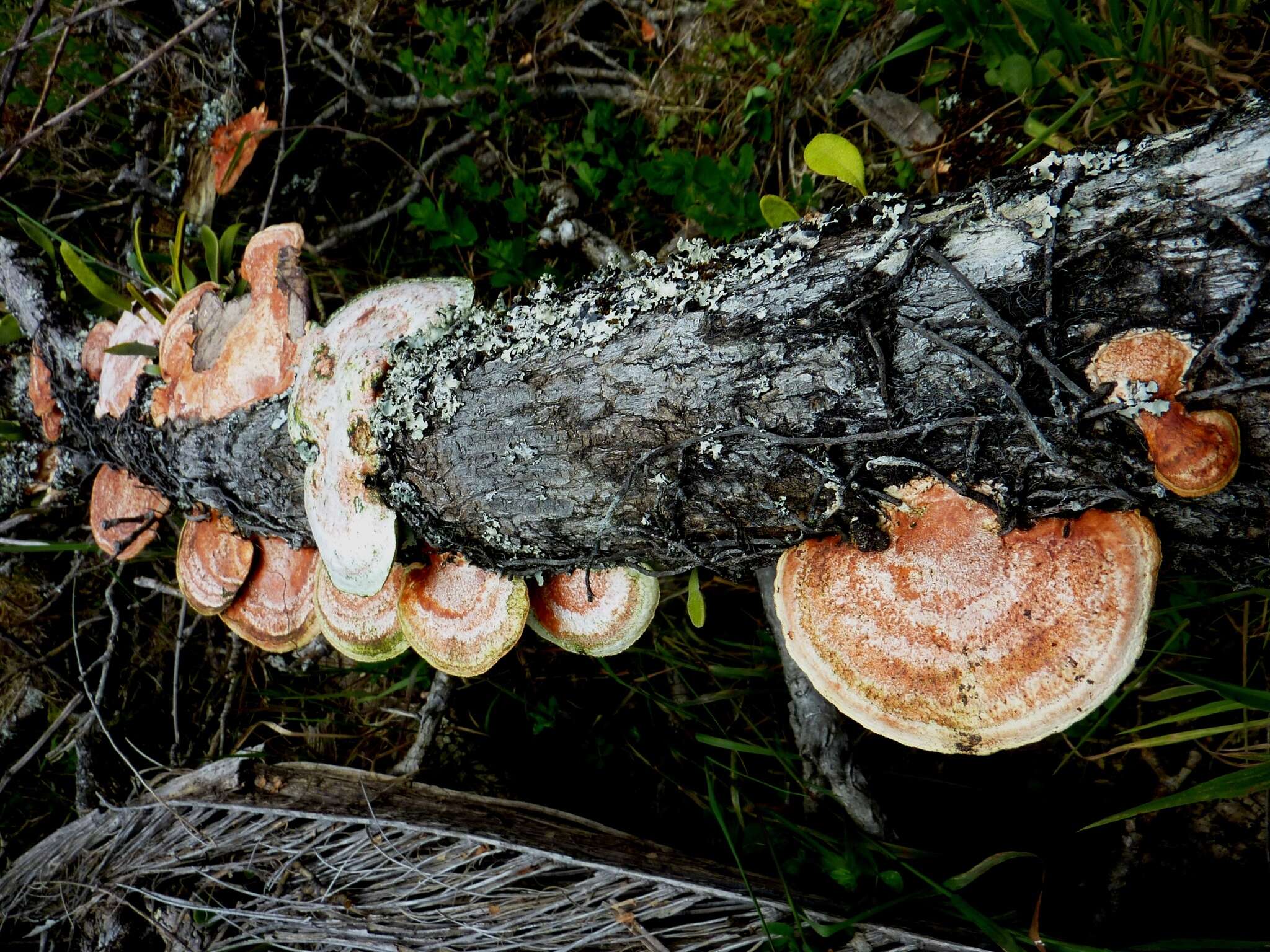 Image of Trametes coccinea (Fr.) Hai J. Li & S. H. He 2014