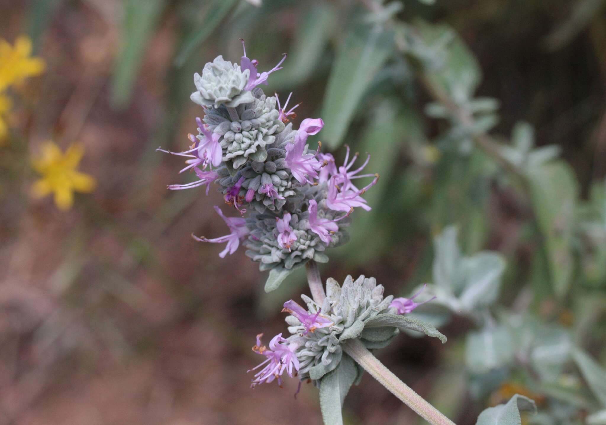 Image de Salvia leucophylla Greene