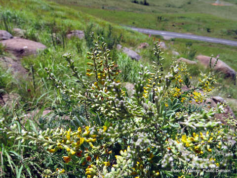 صورة Calpurnia sericea Harv.