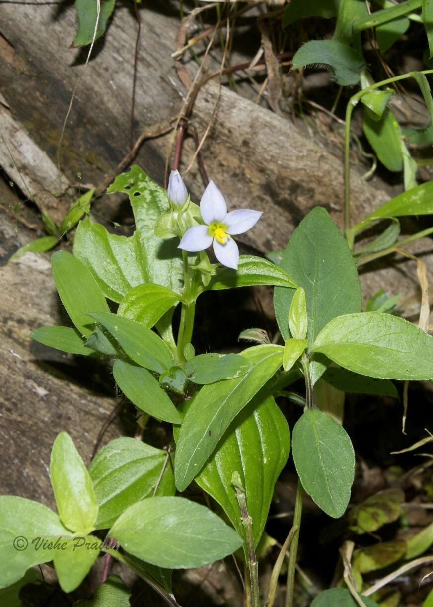 Image of Exacum pedunculatum L.