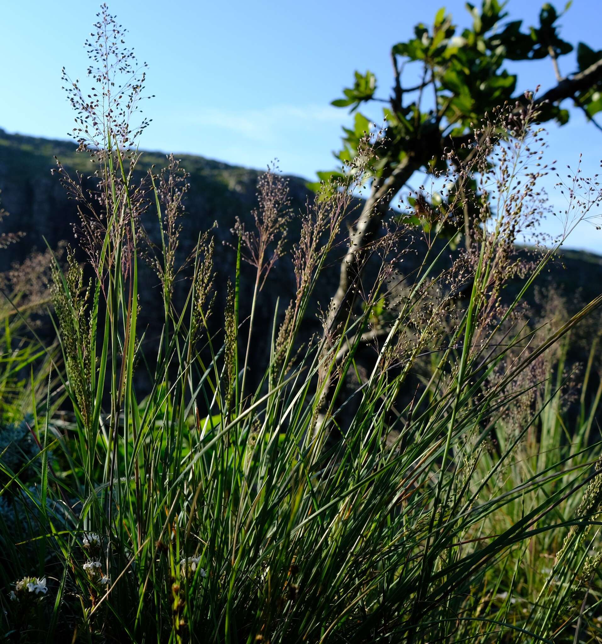 Imagem de Panicum ecklonii Nees