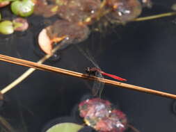 Image of Orthetrum villosovittatum (Brauer 1868)