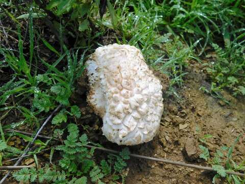 Image of Amanita magniverrucata Thiers & Ammirati 1982