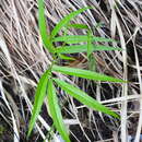 Imagem de <i>Lathyrus vernus</i> subsp. <i>gracilis</i> (Gaudin) Arcang.