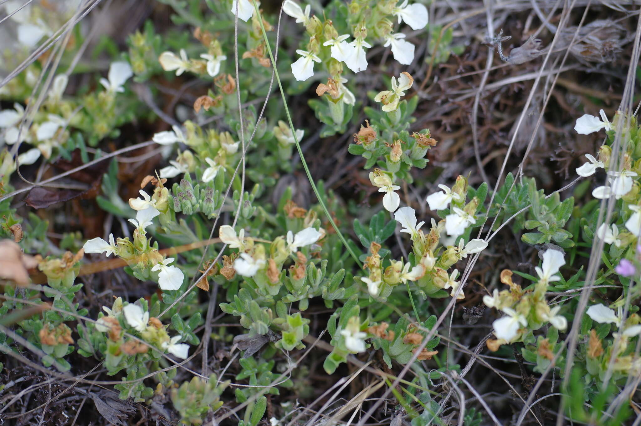 Image of Teucrium montanum subsp. montanum