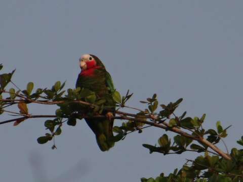 Image of Bahamas Parrot