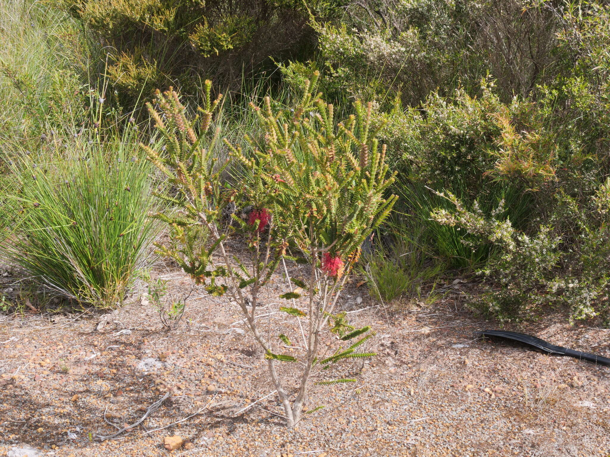 Image of Melaleuca transversa Craven & R. D. Edwards