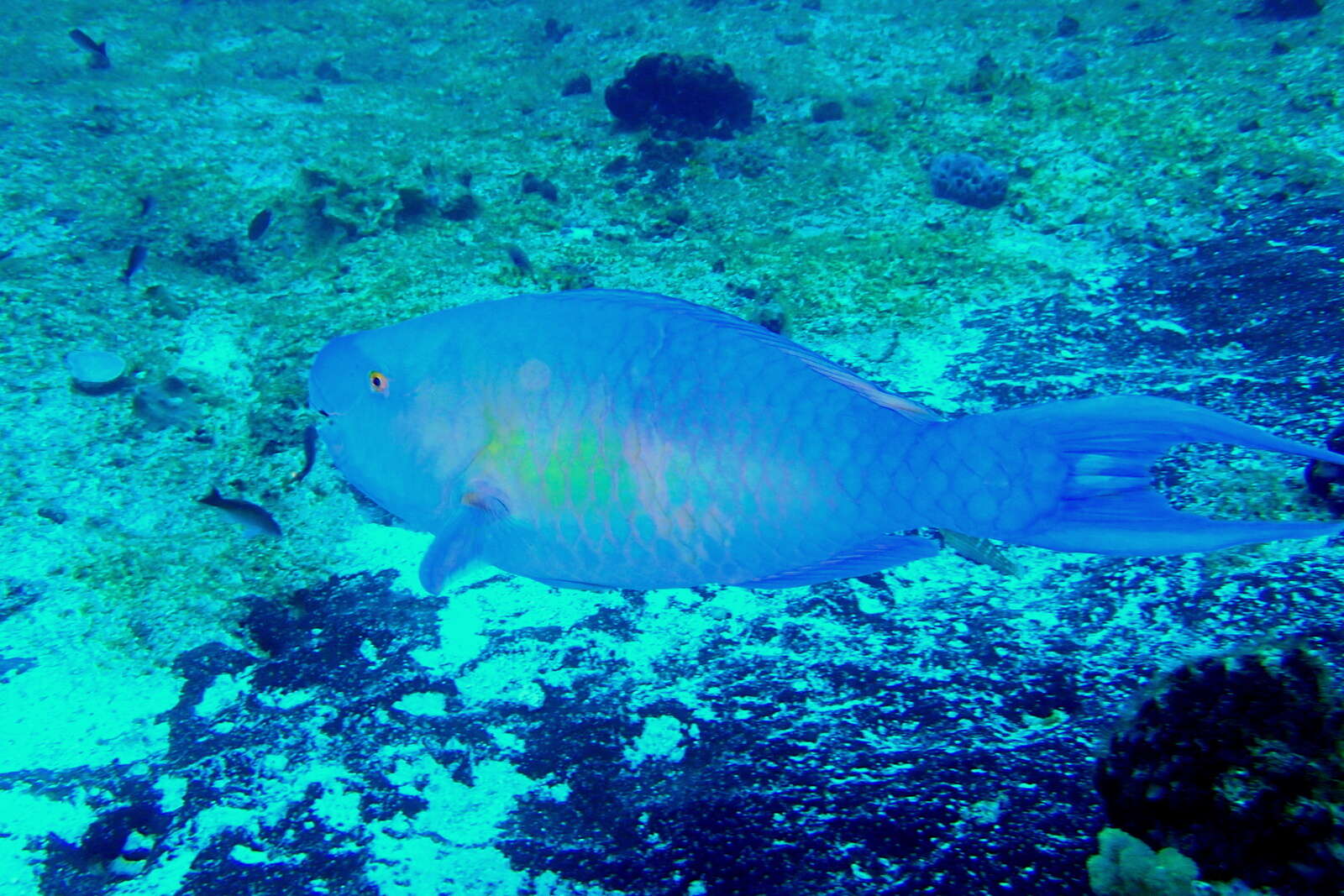 Image of Bicolor Parrotfish